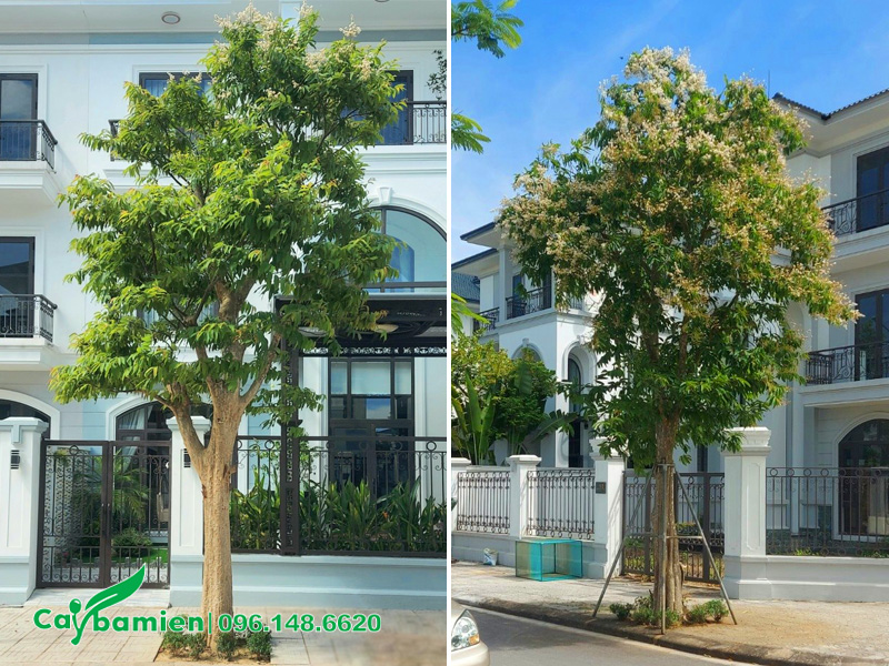 Săng lẻ trồng lấy bóng mát cho khu đô thị