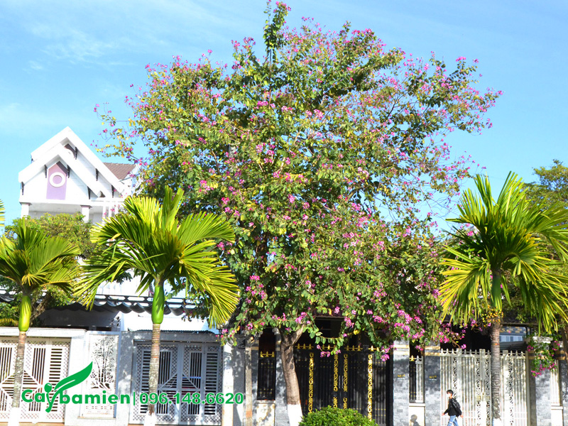 Trồng cây hoa ban tím cổ thụ trước nhà biệt thự