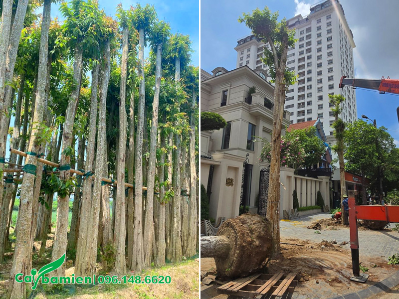 Trồng cây săng lẻ trước cổng nhà biệt thự cao cấp