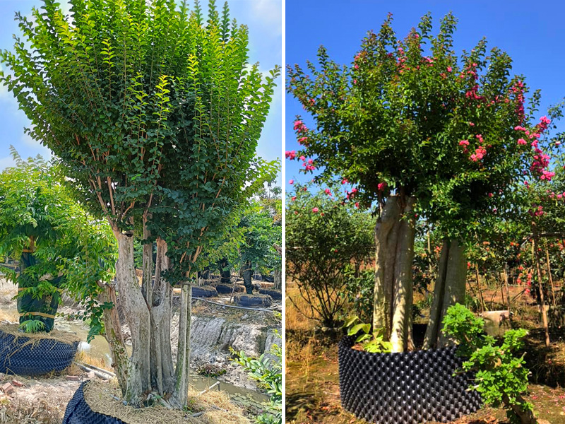 Dưỡng ủ cây săng lẻ ghép tường vi trong bầu nổi