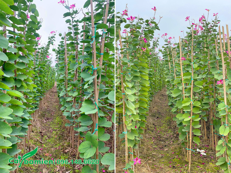 Vườn nhân giống cây hoa ban tím hoàng hậu quy mô lớn hàng nghìn cây