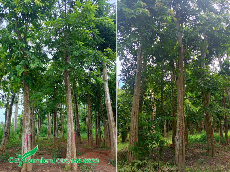 Vườn cây săng lẻ công trình đường kính gốc 40cm