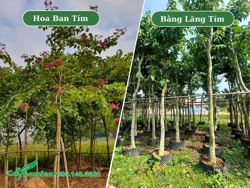 Hình ảnh cây hoa ban tím và bằng lăng tím đã trưởng thành, đường kính gốc từ 5 - 10cm