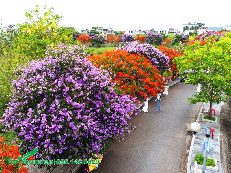 Mô hình trồng cây bằng lăng đô thị, đường phố phổ biến nhất