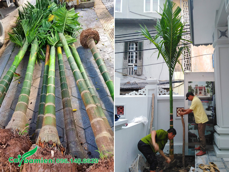 Trồng cây cau ta lóng thân cao 2 - 2.5m cho sân vườn biệt thự