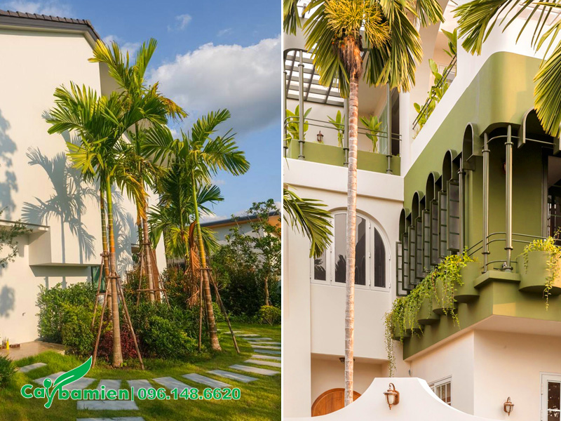 Cau Ta trồng trong sân vườn phía trước ngôi nhà