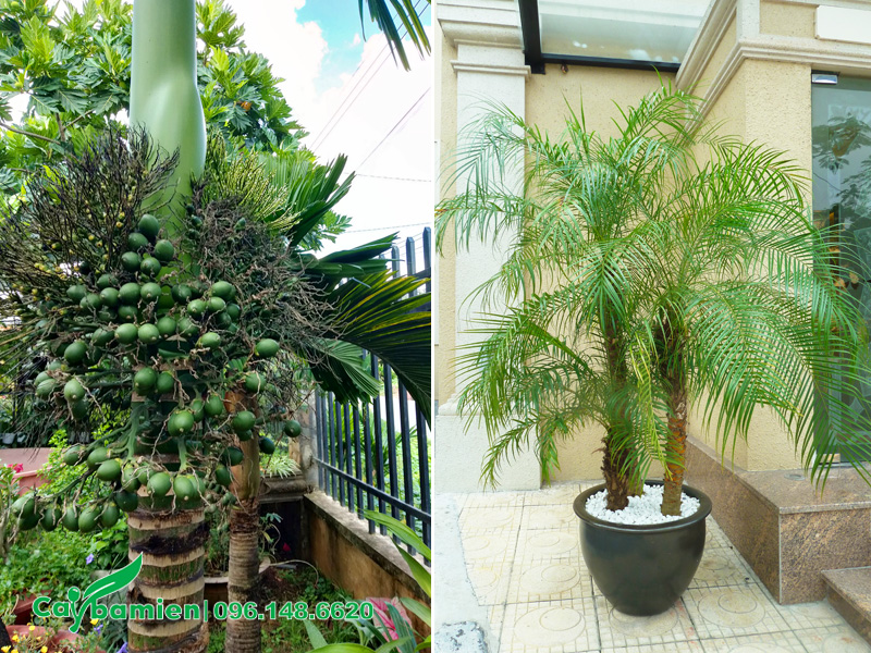 Cau lùn và cau nga mi là cây trang trí tầm thấp tuyệt vời, thích hợp để trồng trước nhà