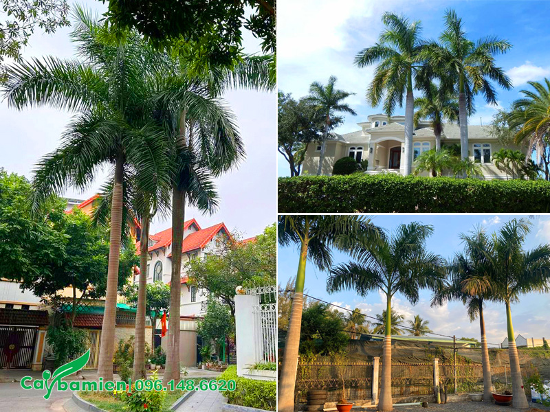 Trồng cây cau vua trước cổng nhà khu biệt thự