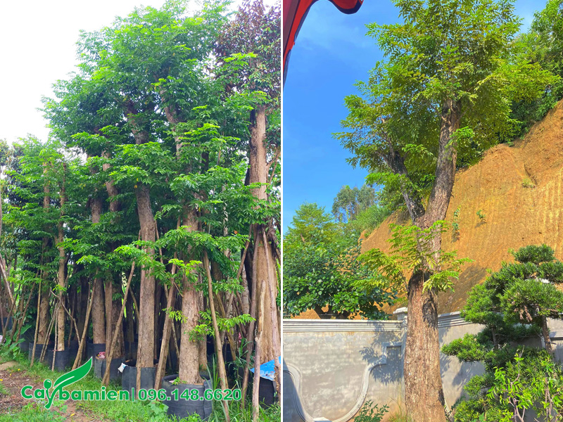 Trồng giáng hương cổ thụ trồng trước sân vườn nhà