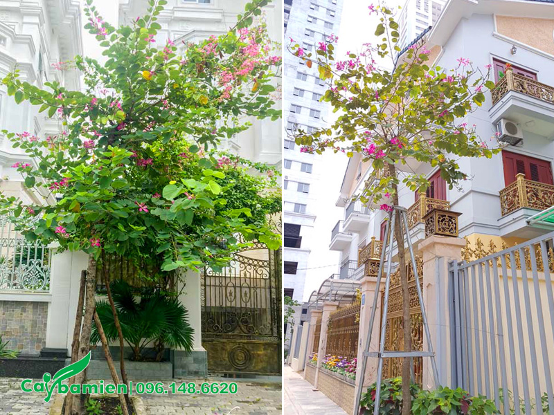 Trồng cây hoa ban tím trước cổng biệt thự, cây đã trưởng thành và sẵn sàng ra hoa