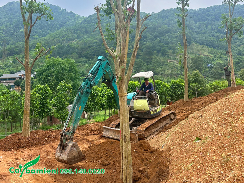 Trồng và lấp hố cho cây săng lẻ công trình