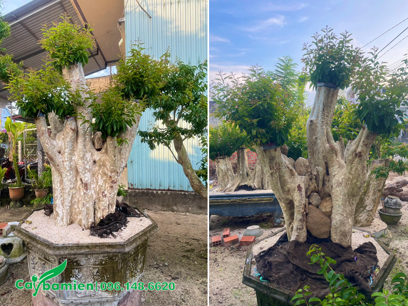 Phôi bằng lăng sẻ ghép với cành cây hoa tường vi, chiều cao khoảng 1m5 tính cả chậu