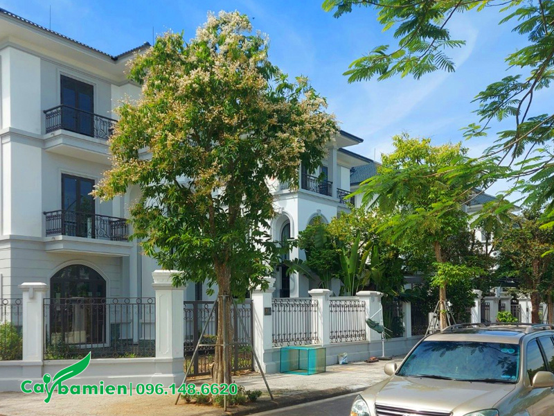 Cây lâu năm cao khoảng 5 - 6m, tán lá xanh mướt trồng trước nhà biệt thự
