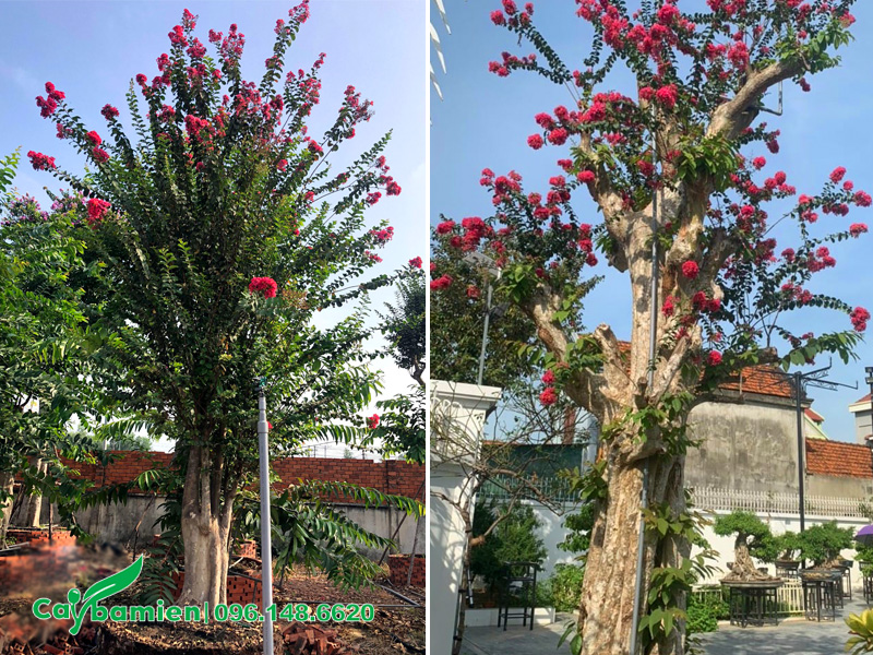 Cây săng lẻ ghép tường vi đỏ, chiều cao 3 - 4m
