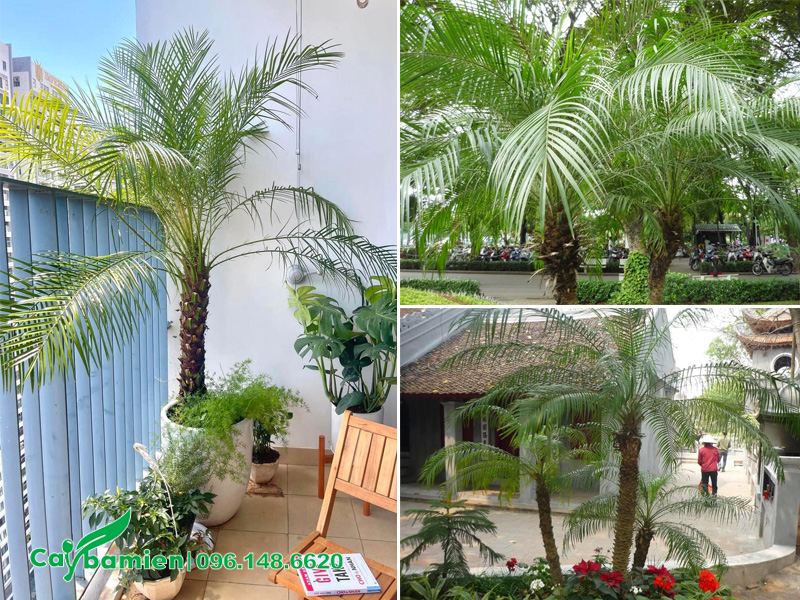 Các loại cây cau cảnh đẹp, có thể trang trí nội - ngoại thất