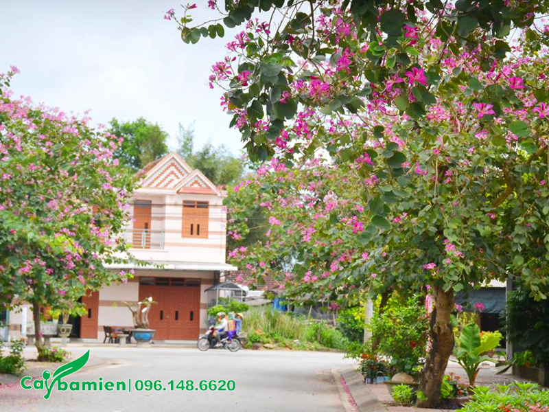 Trồng cây hoa ban tím ở khu dân cư, vỉa hè trước dãy nhà phố