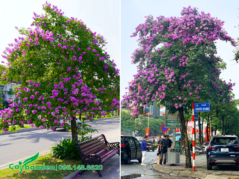 Trồng cây bằng lăng trang trí công viên, trồng vỉa hè đường phố đô thị