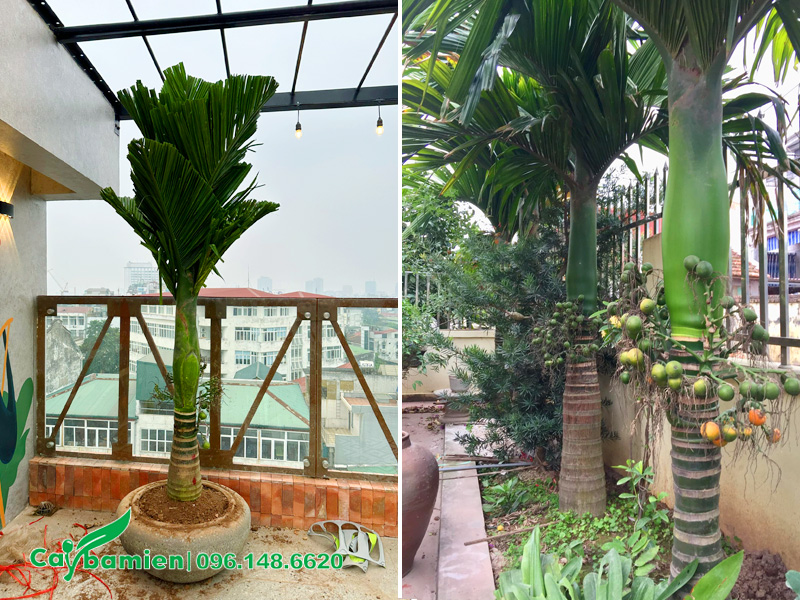 Cây Cau Lùn trồng chậu cảnh, trồng thành hàng trước nhà biệt thự