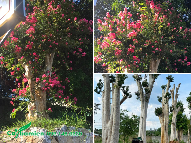 Cây săng lẻ ghép tường vi cổ thụ hoa màu hồng siêu đẹp