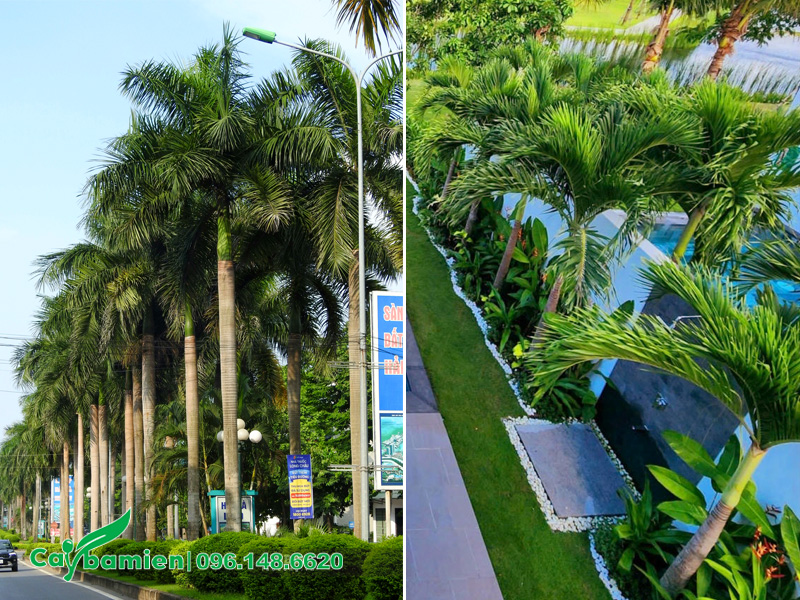 Một trong các loại cây cau cảnh cao lớn, có tác dụng tạo bóng mát