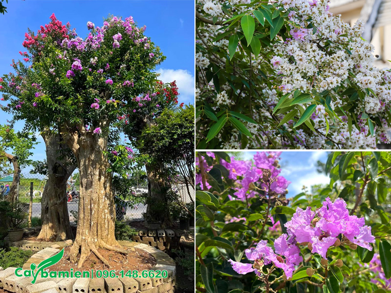Các màu hoa cây săng lẻ nguyên bản và lai tạo hiện nay
