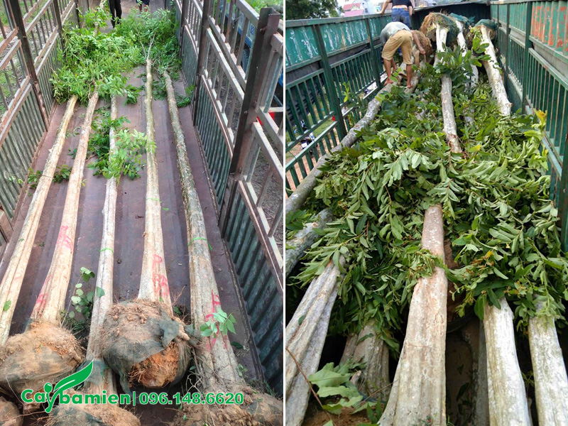 Xếp gọn những cây săng lẻ thân thẳng tắp, chiều cao khoảng 7 - 8m