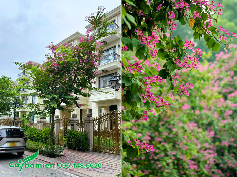 Trồng cây hoa ban tím trước nhà biệt thự, cây dáng bàn trà cực đẹp
