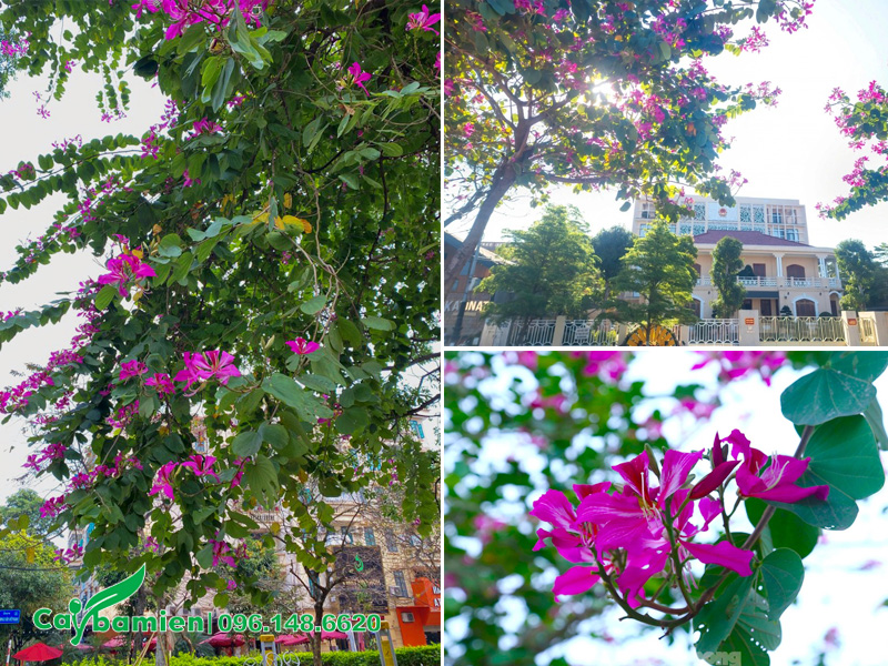Hình ảnh cây hoa ban tím hoàng hậu trồng trang trí không gian đô thị