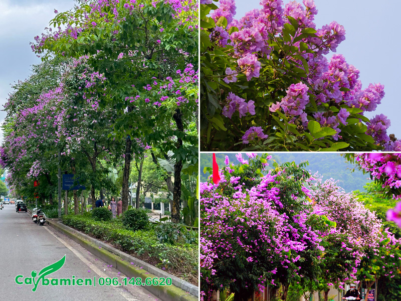 Cây bằng lăng tóm trồng vỉa hè đường phố nổi bật với sắc hoa rực rỡ