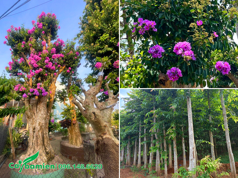 Cây ghép bằng lăng tím và cây nguyên bản đường kính gốc 30cm trở lên