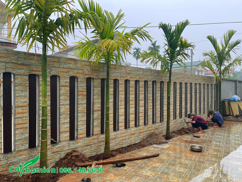 Một hàng 9 cây cau trồng trước nhà