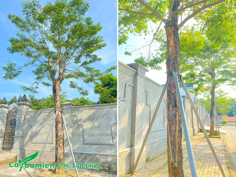 Trồng và chống cọc chắc chắn cho cây giáng hương cổ thụ trồng trước cổng nhà