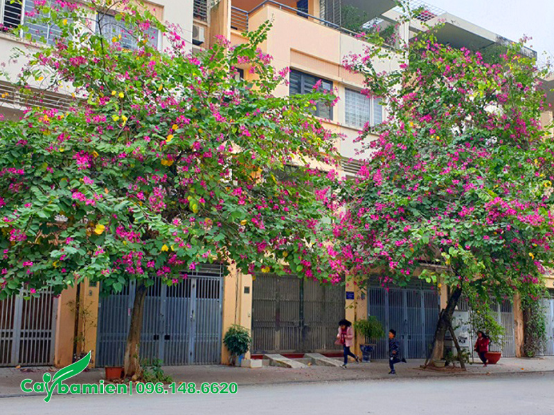 Cây ban hoàng hậu trồng trước cửa nhà phố
