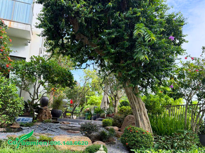 Cây săng lẻ trồng trước nhà, lệch về vị trí bên phải theo hướng từ trong nhìn ra, đây là vị trí bạch hổ cực kỳ tốt