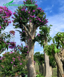 Cây cao hơn 3m, đường kính gốc 40 - 50cm