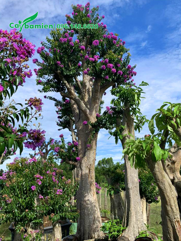 Cây cao hơn 3m, đường kính gốc 40 - 50cm