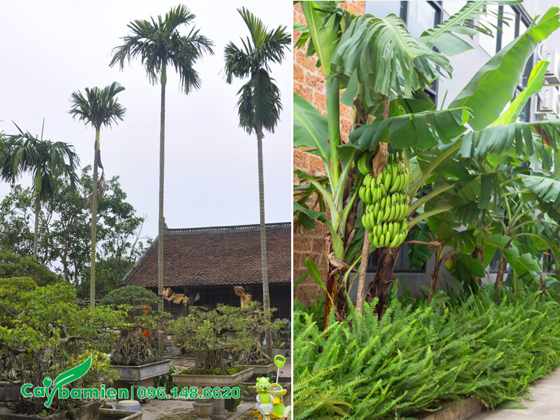 Trồng cây cau trước nhà, trồng cây chuối sau nhà mang ý nghĩa phong thủy tốt lành