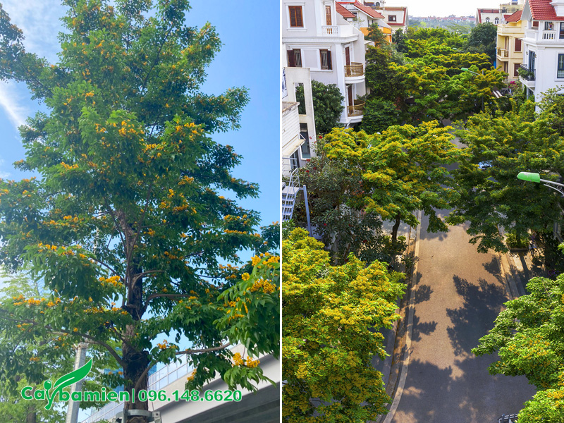 Trồng cây giáng hương công trình trồng trước cổng khu biệt thự