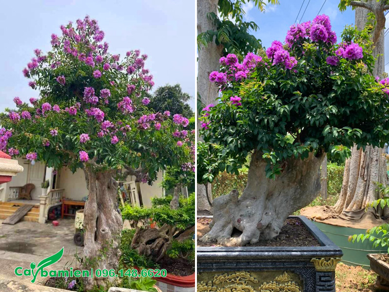 Gốc săng lẻ ghép cành hoa bằng lăng tím đã trồng trong chậu