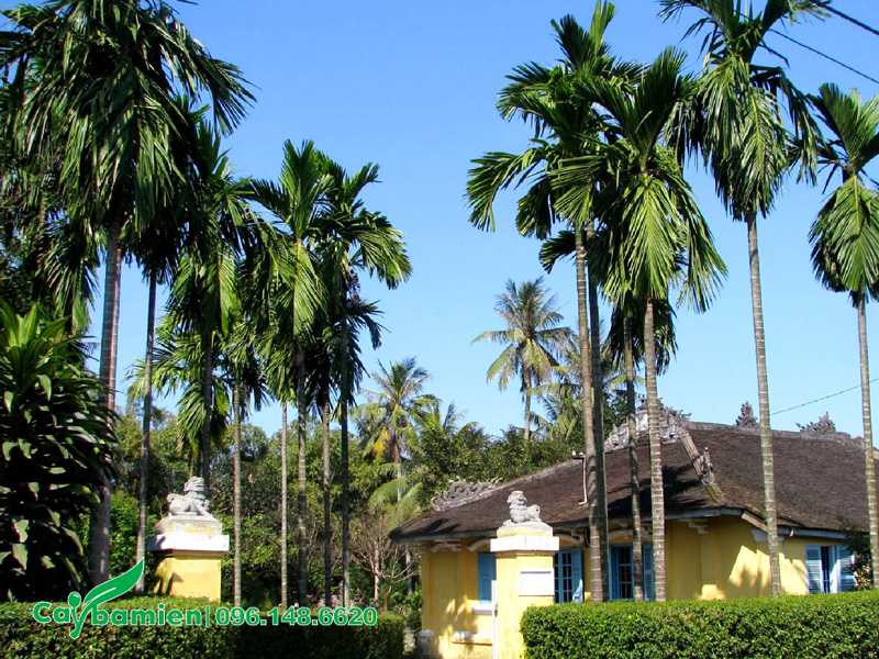 Ngôi nhà xây dựng theo phong cách truyền thống, những hàng cau cao vút trồng trước nhà