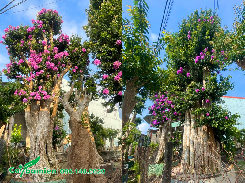 Hình ảnh cây săng lẻ cổ thụ ghép hoa bằng lăng tím rực rỡ