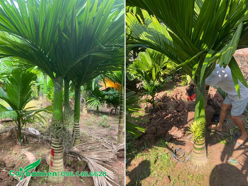 Vườn cau lùn trưởng thành, đã ra hoa và trái