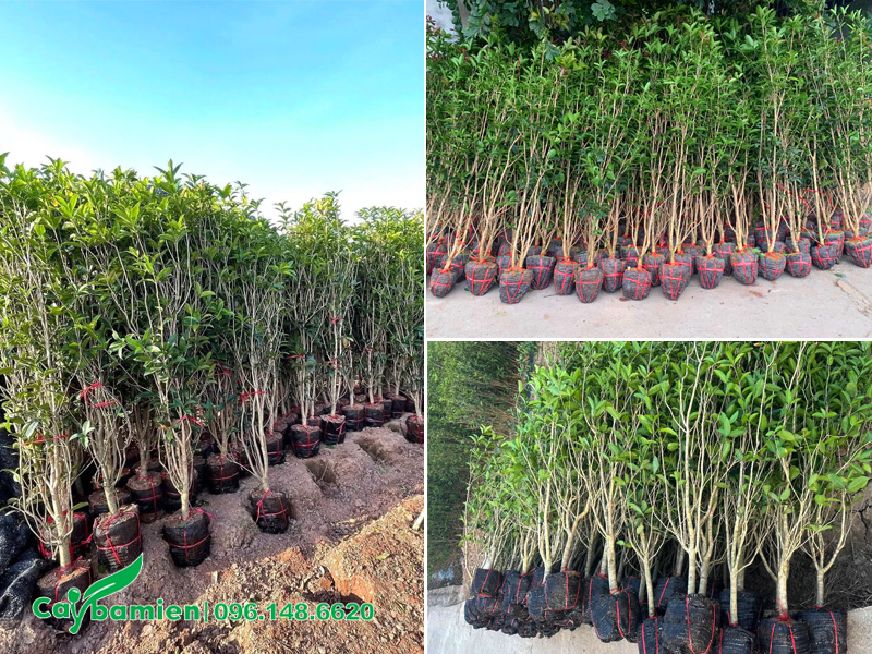 Mộc Hương con giá rẻ do nhà vườn Cây Ba Miền chiết cành, chăm sóc, chiều cao hơn 1m
