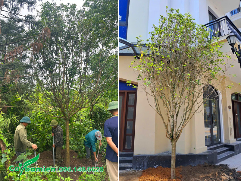 Bứng và trồng cây mộc hương lâu năm trước nhà biệt thự