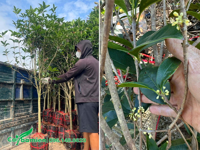 Bán số lượng lớn cây mộc hương cao 2m, sẵn hoa, giá rẻ