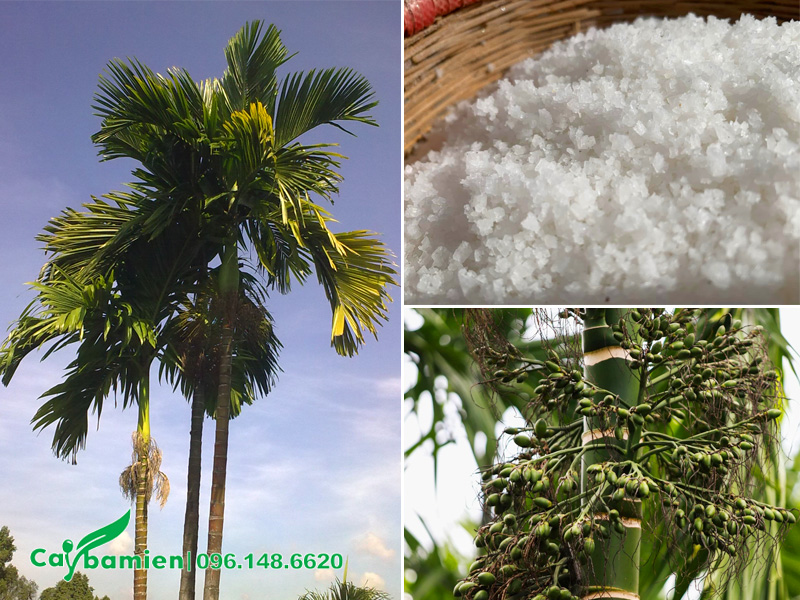 Bón muối trắng cho cây cau ta để cung cấp vi lượng