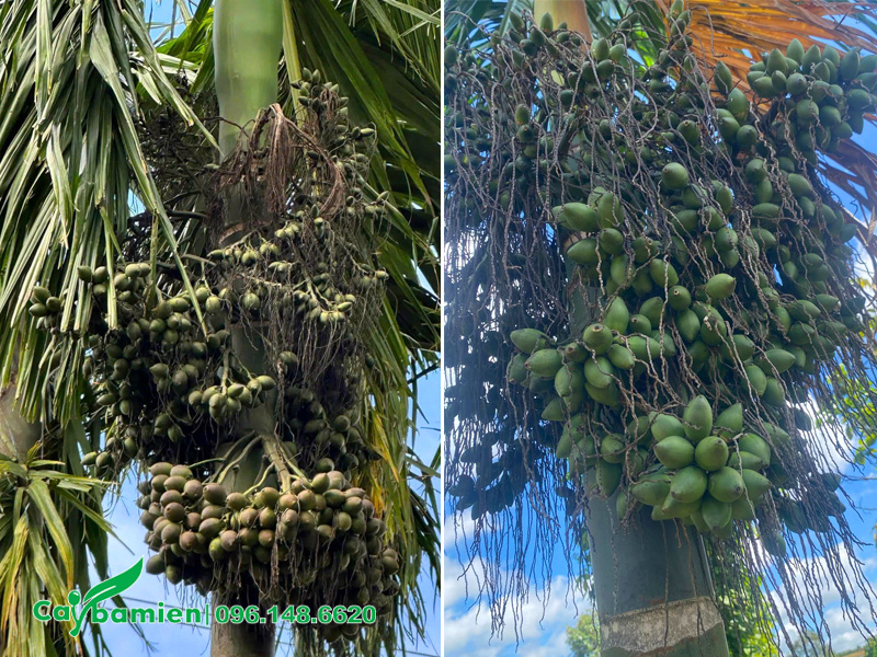Cây cau ta có buồng quả sai trĩu