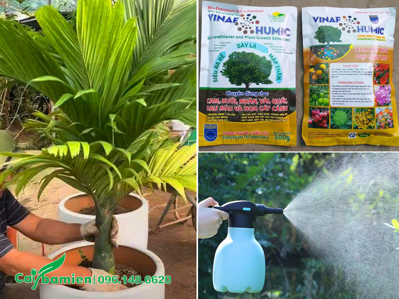 Bón phân giúp cây cau phục hồi nhanh nhưng không dùng phân hóa học liều cao