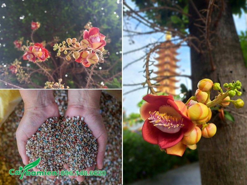 Bón phân cho cây sala ra nhiều hoa hơn, hoa to và bền