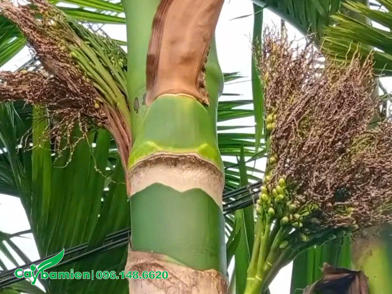 Sâu bệnh trên cây cau ta khiến cây không đậu quả